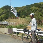 鯉のぼりと稲葉