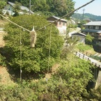 二度目の謎の縄