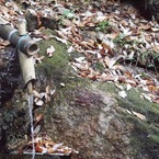 湧き出る山水