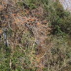 ピン球のなる木