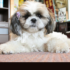 ココちゃんのアップ